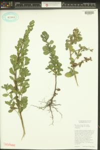 Baccharis pilularis image