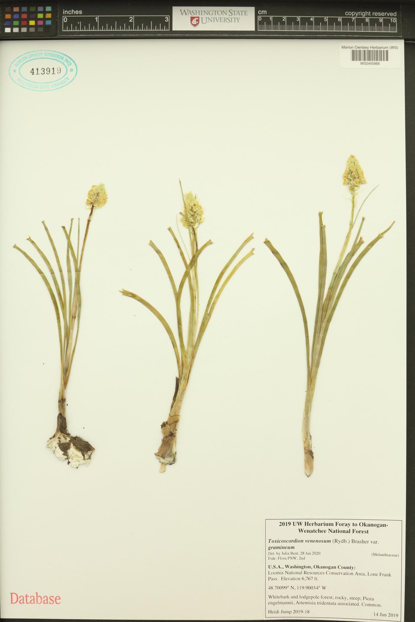 Toxicoscordion venenosum image