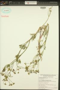 Lomatium ambiguum image