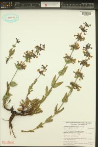 Penstemon pruinosus image