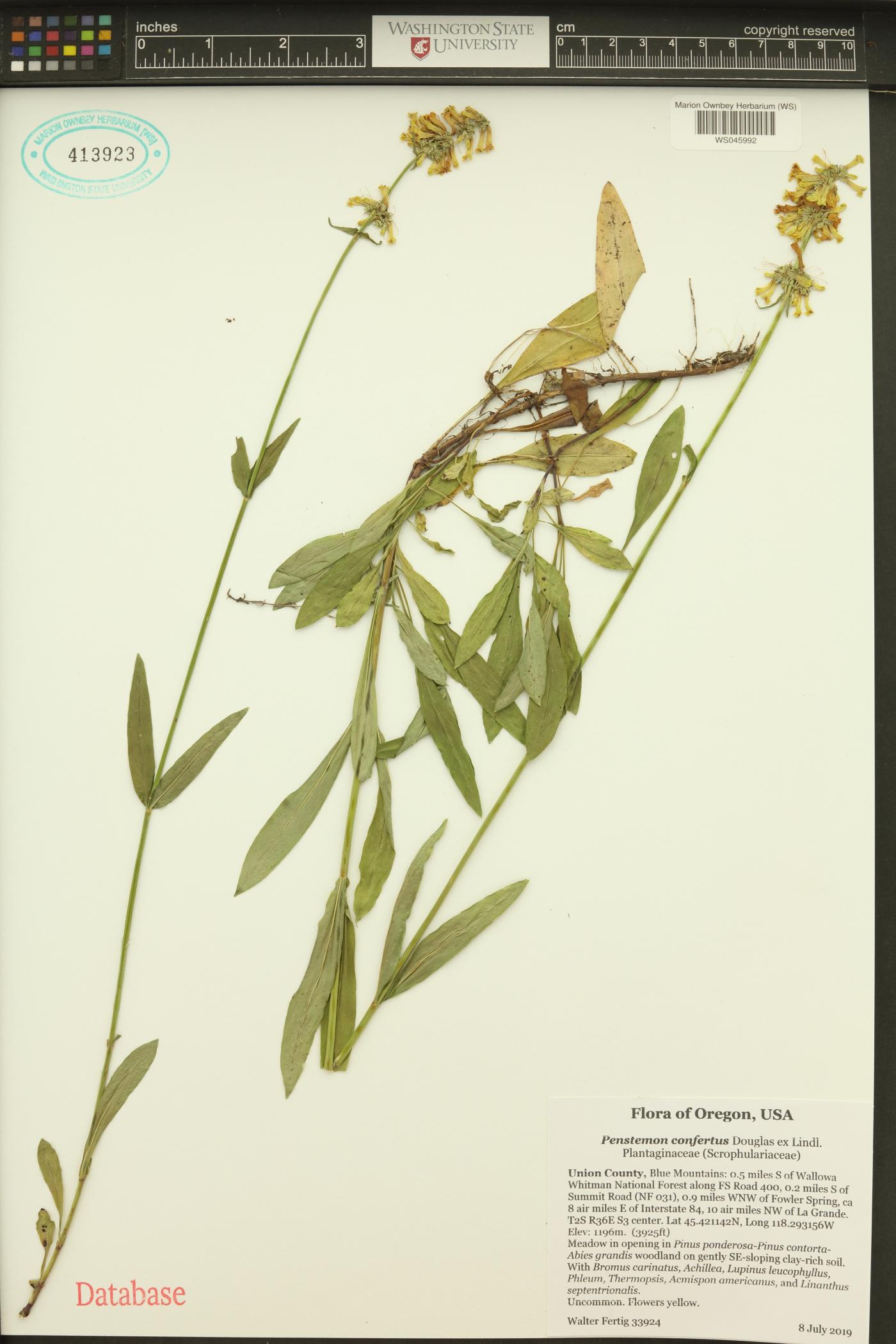 Penstemon confertus image