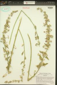 Sphaeralcea angustifolia image
