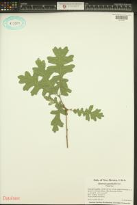 Quercus gambelii image