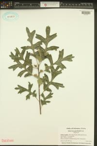 Quercus gambelii image