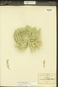 Selaginella pilifera image