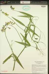 Lathyrus sylvestris image
