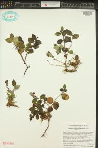 Gaultheria ovatifolia image