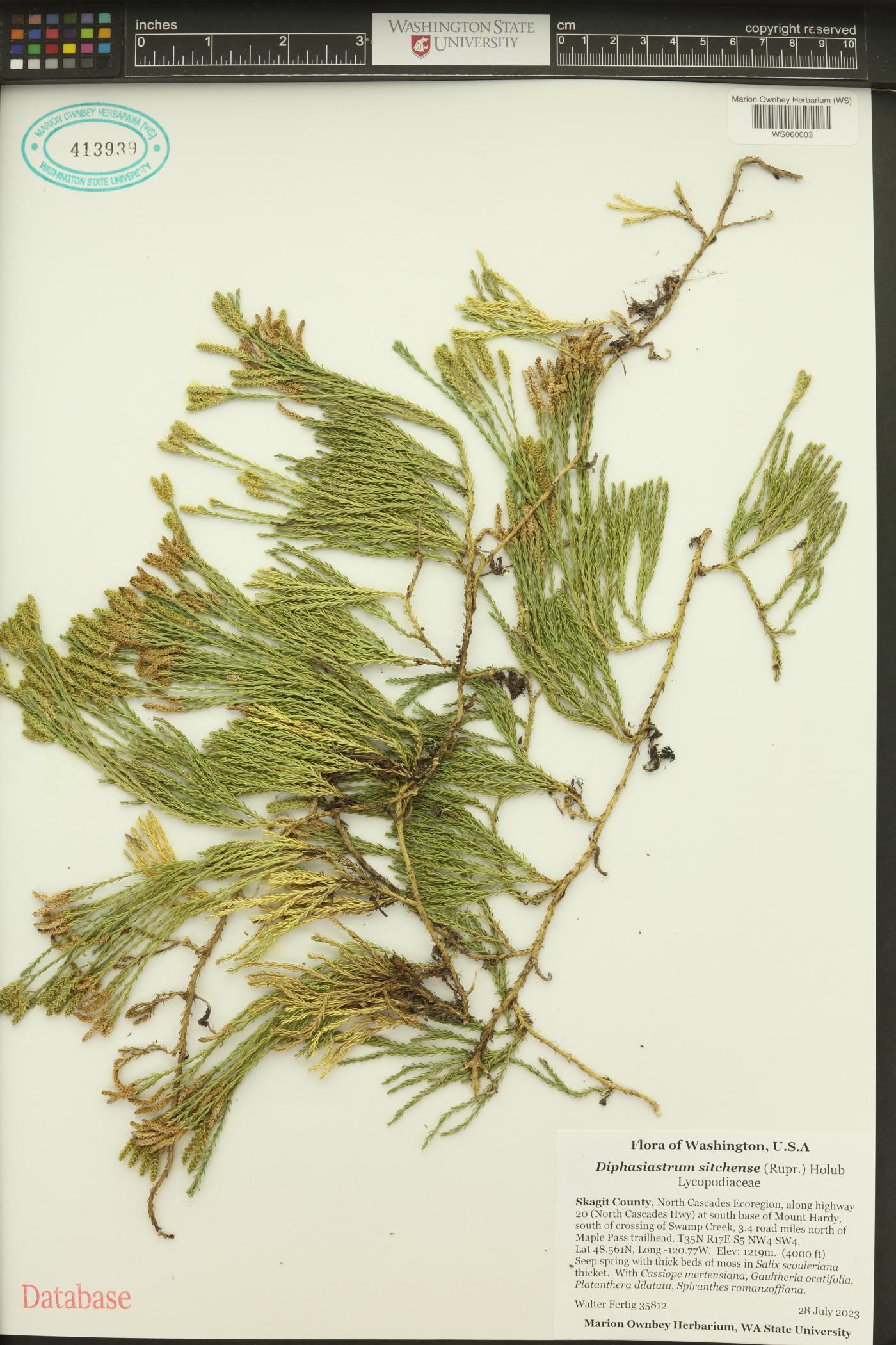 Diphasiastrum sitchense image
