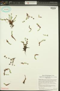Hypericum anagalloides image