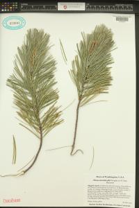 Pinus monticola image