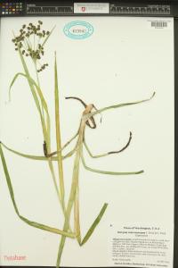 Scirpus microcarpus image