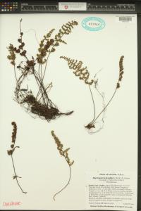 Myriopteris fendleri image