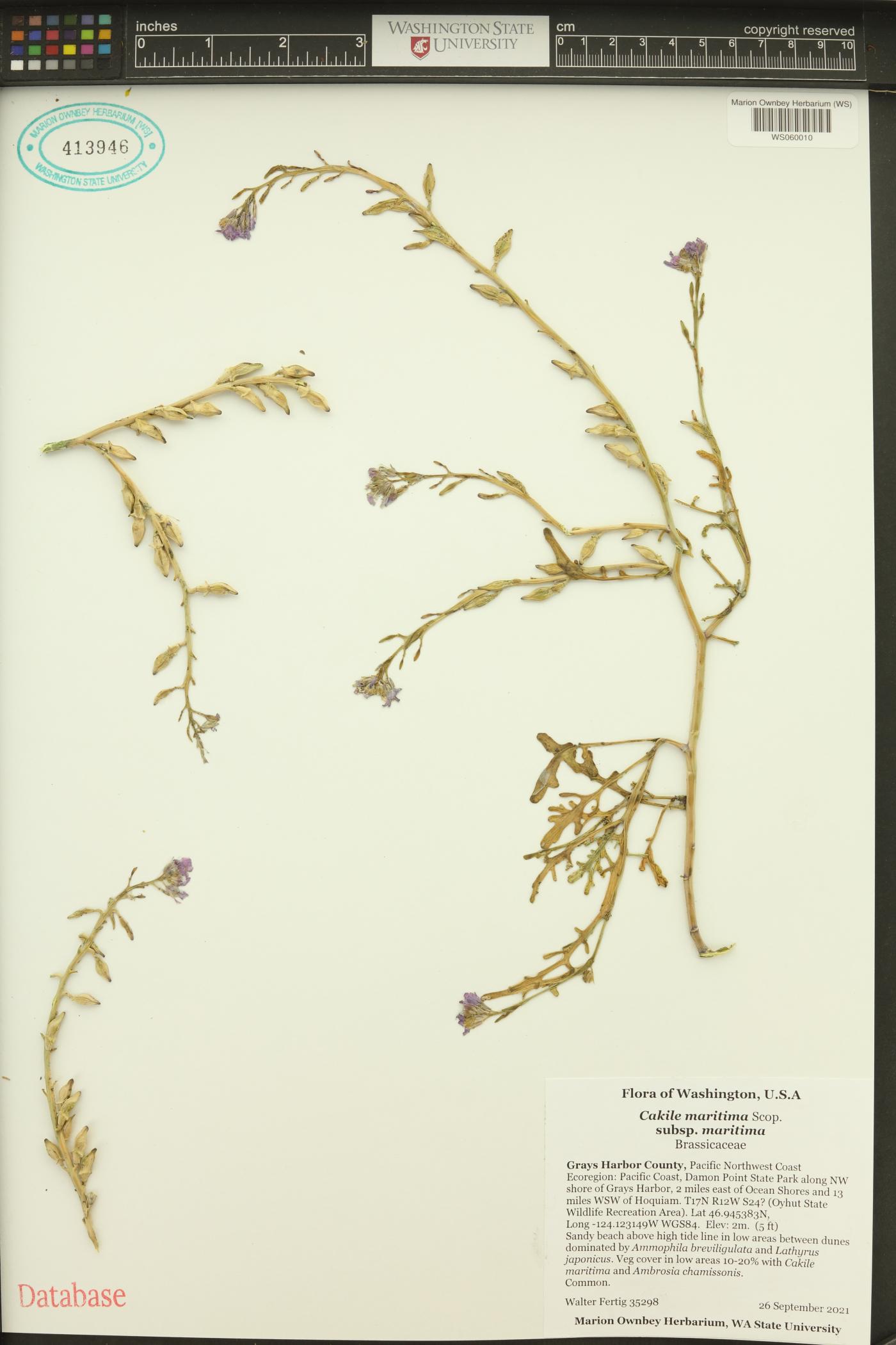 Cakile maritima subsp. maritima image