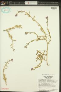 Cakile maritima image