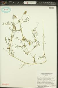 Vicia hirsuta image