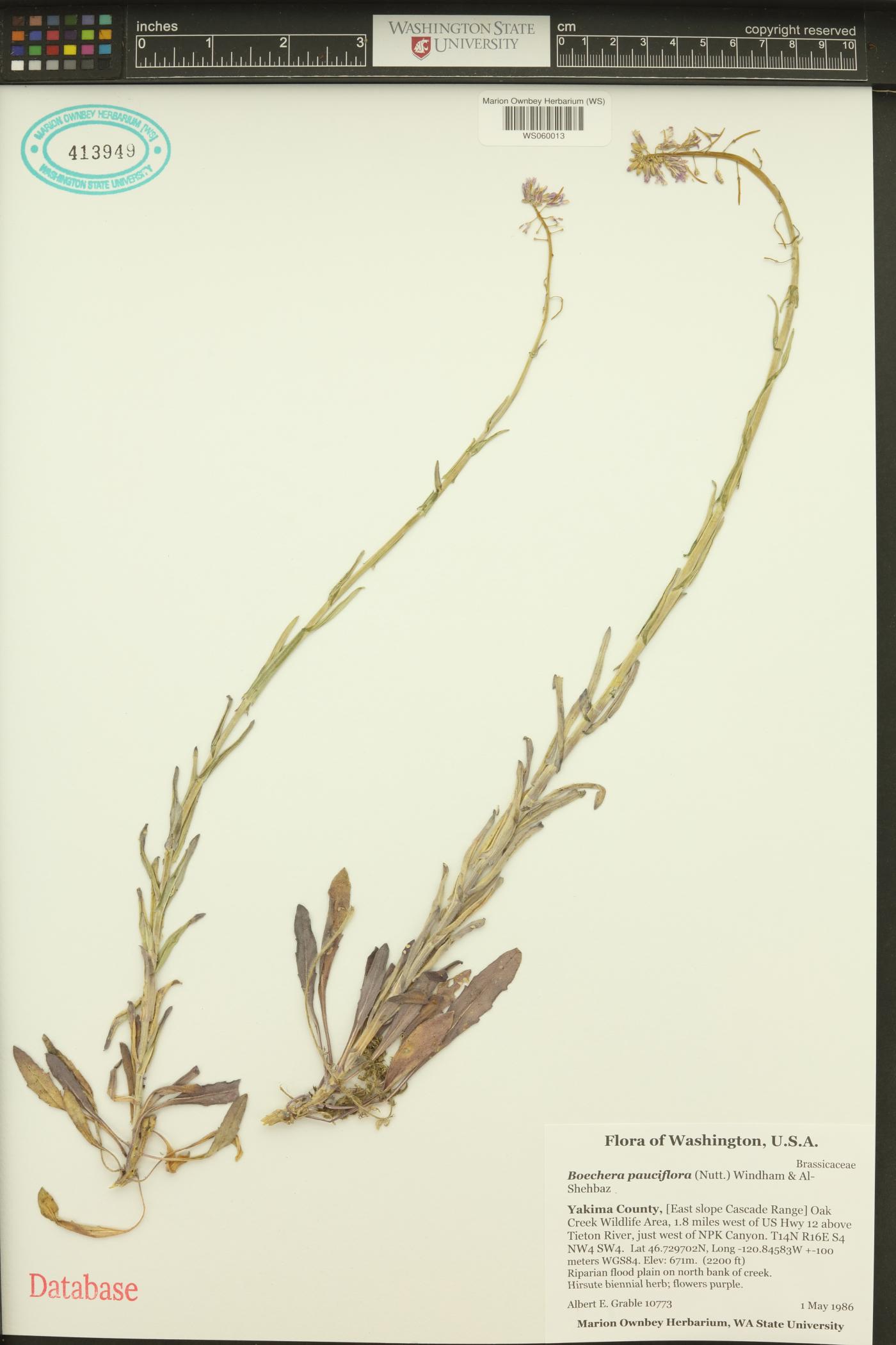 Boechera pauciflora image