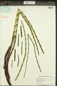 Equisetum fluviatile image