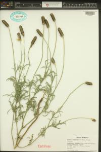 Ratibida columnifera image