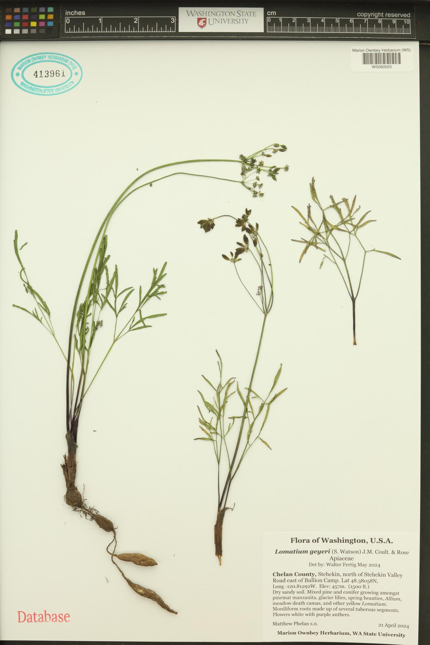 Lomatium geyeri image