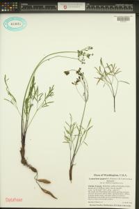 Lomatium geyeri image