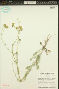 Hymenopappus flavescens image