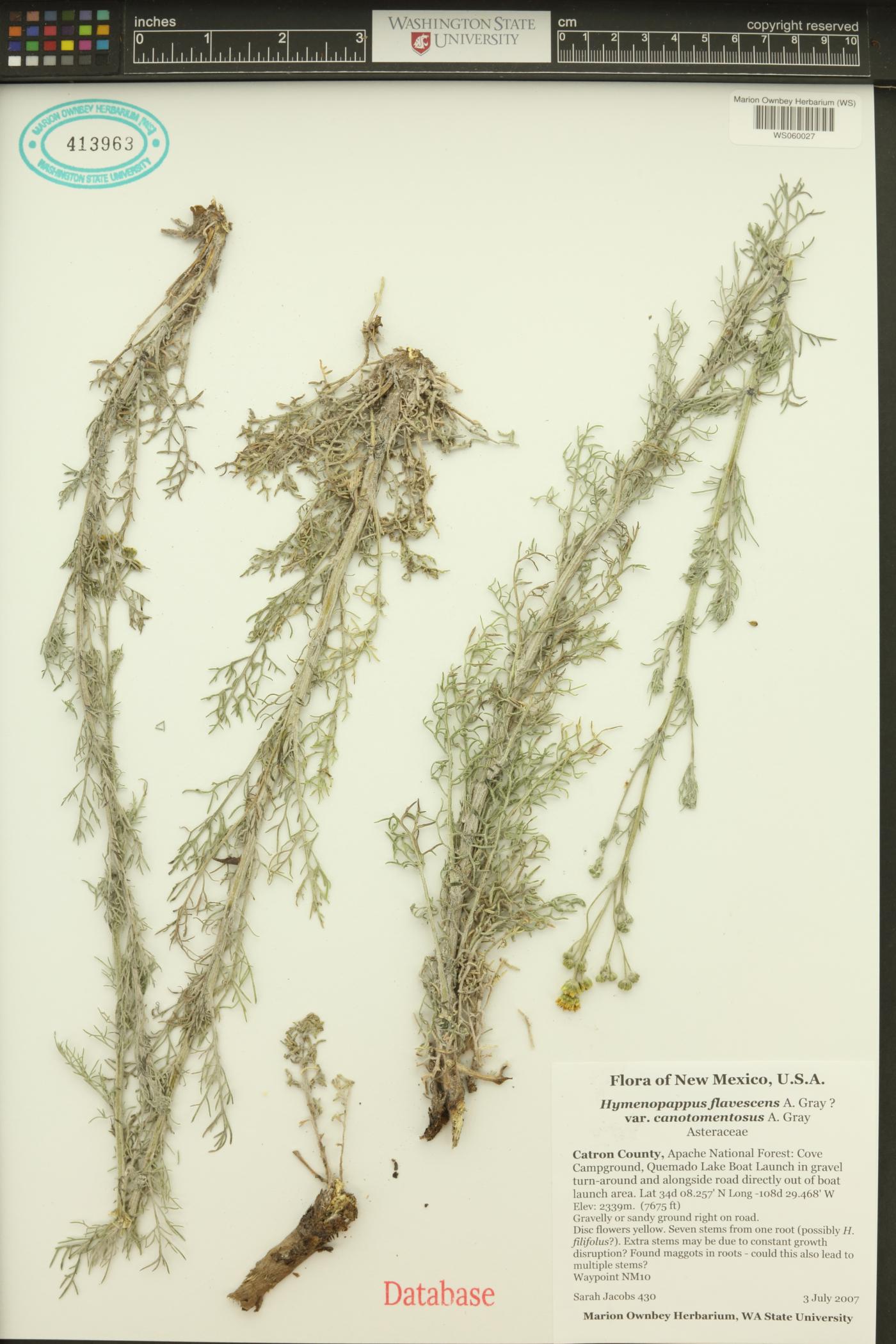 Hymenopappus flavescens var. canotomentosus image