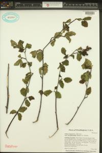 Alnus incana subsp. tenuifolia image