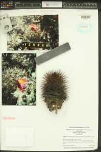 Pediocactus nigrispinus image