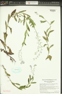 Myosotis scorpioides image
