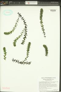 Elodea canadensis image