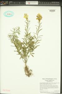 Linaria vulgaris image