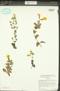 Erythranthe guttata image