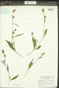Persicaria lapathifolia image