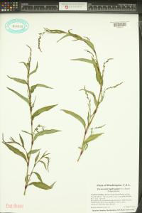 Persicaria hydropiper image