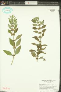 Mentha canadensis image
