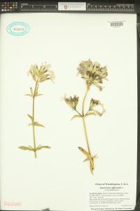 Saponaria officinalis image