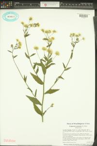 Erigeron annuus image