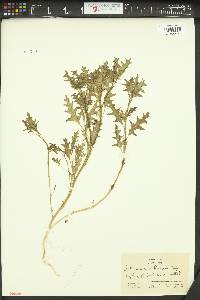 Solanum triflorum image