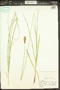 Carex fracta image