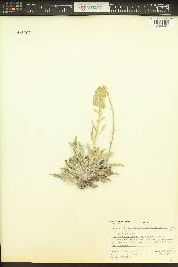 Phacelia hastata image