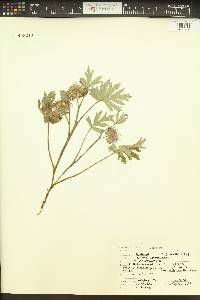 Hydrophyllum capitatum image