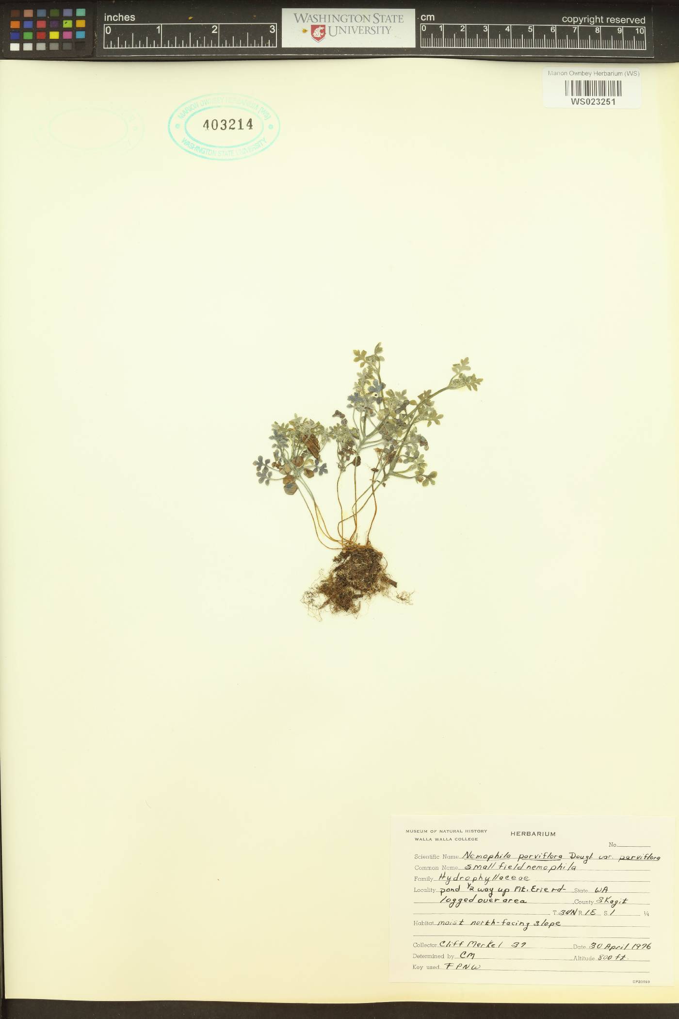 Nemophila parviflora image