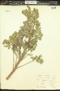 Phacelia hastata image