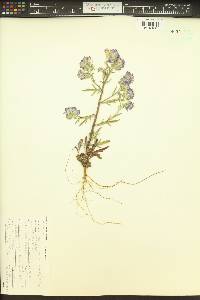 Phacelia linearis image