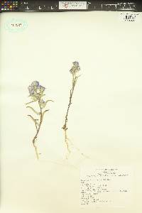 Phacelia linearis image