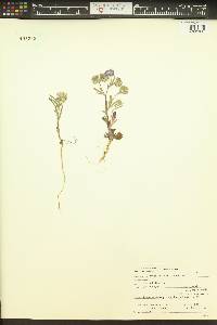 Phacelia linearis image