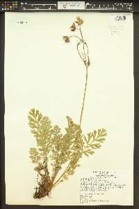 Geum triflorum image