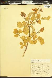 Rubus spectabilis image