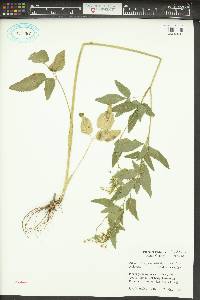 Thaspium trifoliatum image