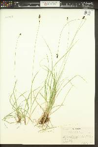 Carex norvegica image